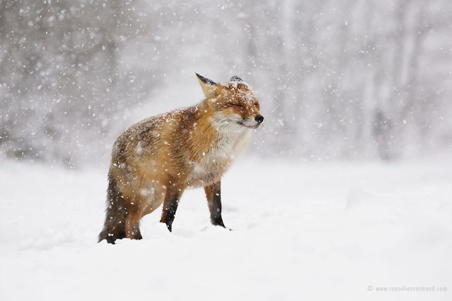 Foxes In The Snow