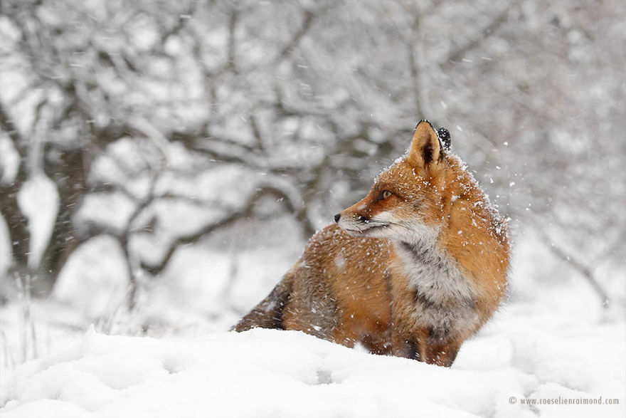 Foxes In The Snow