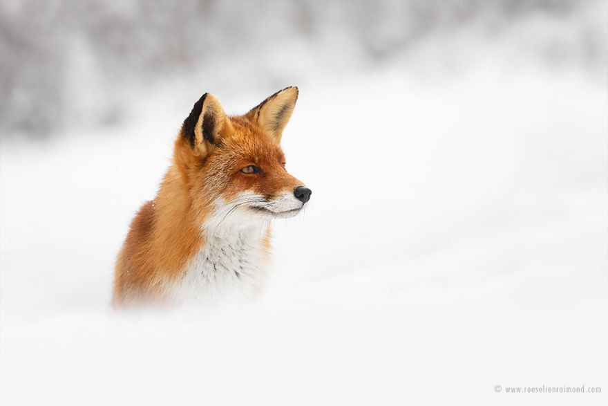 Foxes In The Snow