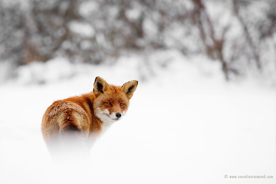 Foxes In The Snow