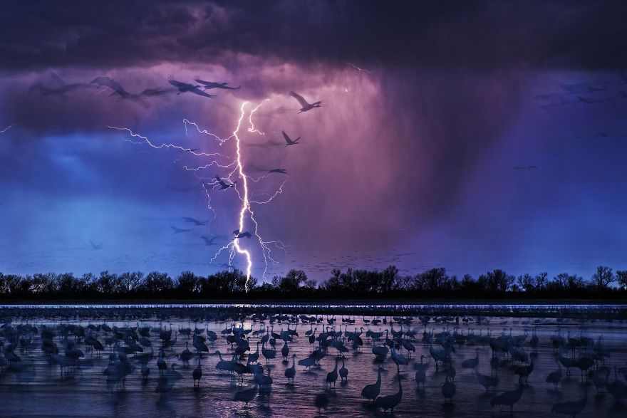 Sand Hill Cranes By Randy Olson (Siena International Photo Awards Photo Of The Year)