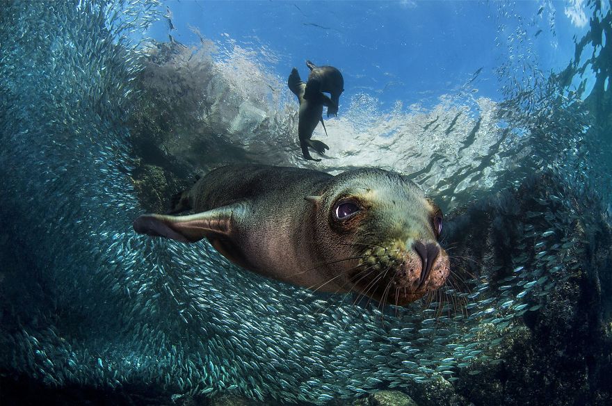 Baby Sea Lion By Filippo Borghi (3rd In Animals In Their Environment Category)