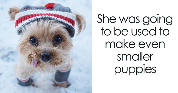 We Rescued A Puppy From Hong Kong Puppy Mill In A Very Bad State And Turned Her Life Around