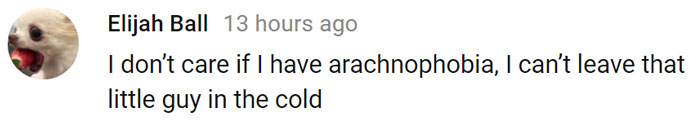 Lucas The Adorable Spider That Cured Everyone’s Arachnophobia Is Back And Wants To Come Inside Lucas The Adorable Spider That Cured Everyone’s Arachnophobia Is Back And Wants To Come Inside