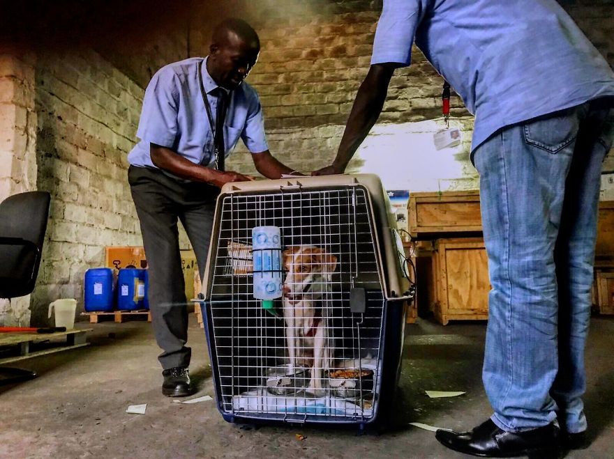Gingy Mou, The Zambian Rescued Dog, Arrives To Barcelona After A Year Of Traveling Through Africa