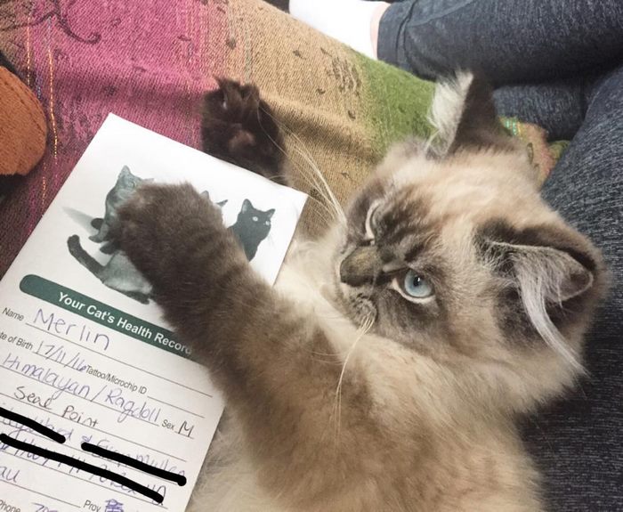 Angry-Grumpy-Cat-Merlin-Ragdoll