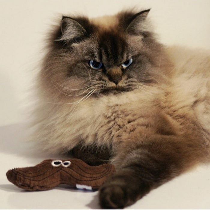 Angry-Grumpy-Cat-Merlin-Ragdoll