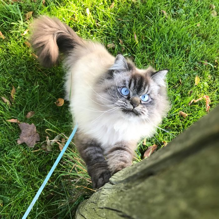 Angry-Grumpy-Cat-Merlin-Ragdoll