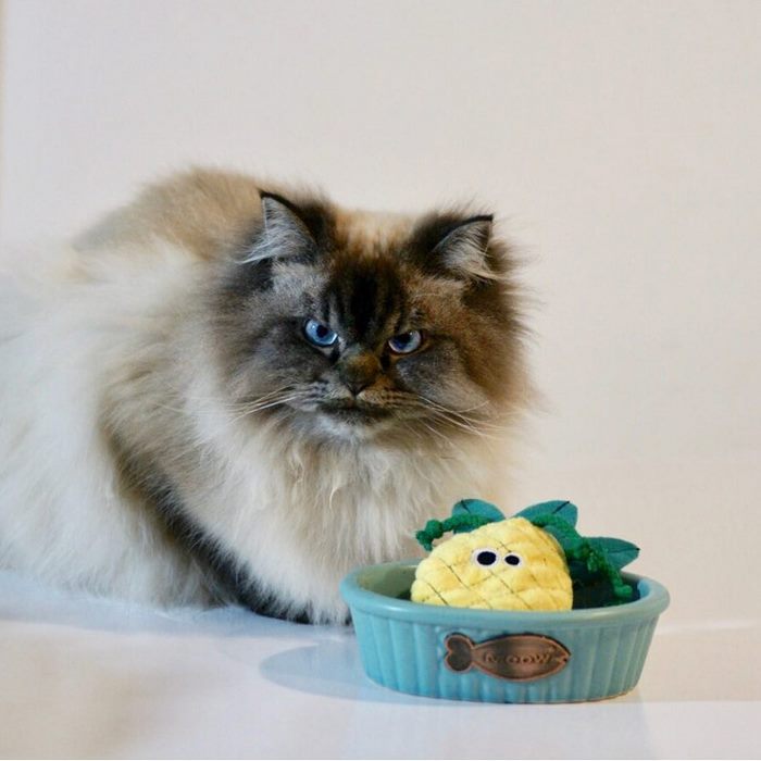 Angry-Grumpy-Cat-Merlin-Ragdoll