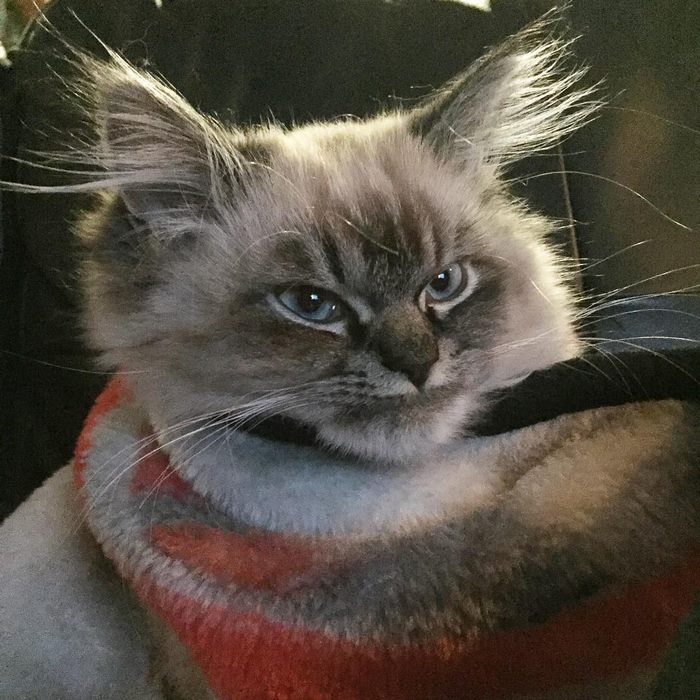 Angry-Grumpy-Cat-Merlin-Ragdoll