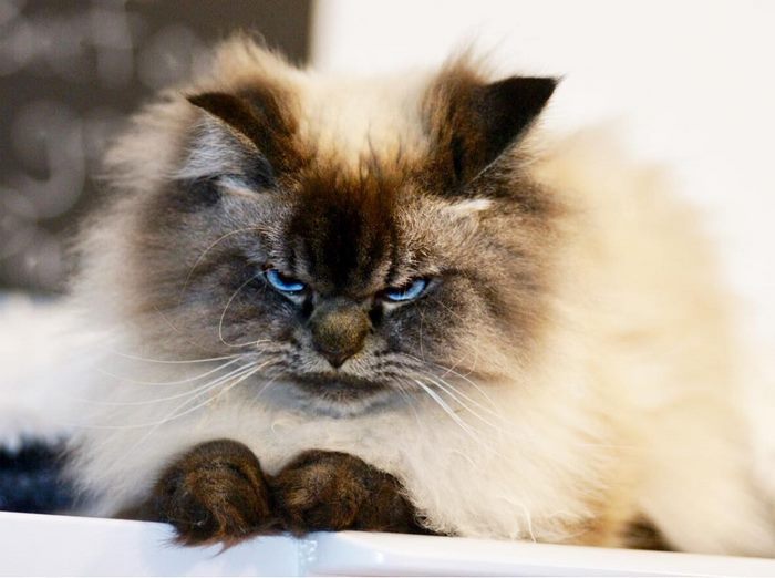 Angry-Grumpy-Cat-Merlin-Ragdoll