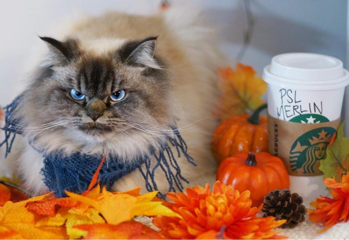 Angry-Grumpy-Cat-Merlin-Ragdoll