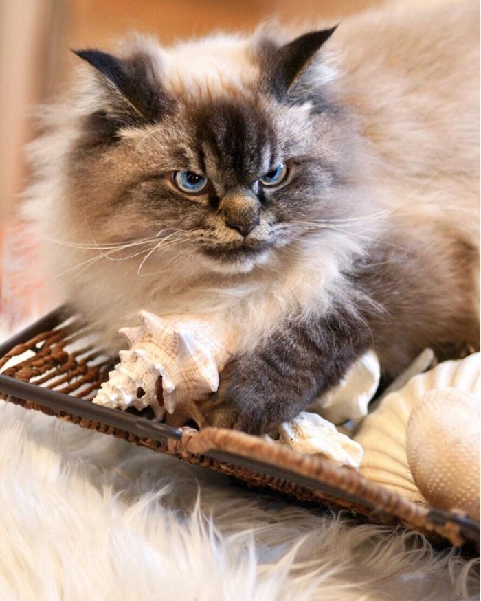 Angry-Grumpy-Cat-Merlin-Ragdoll