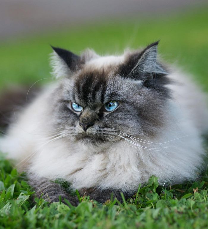 Angry-Grumpy-Cat-Merlin-Ragdoll