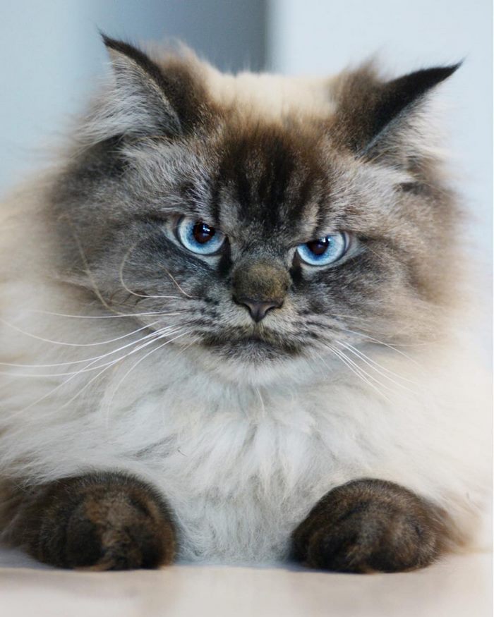 Angry-Grumpy-Cat-Merlin-Ragdoll