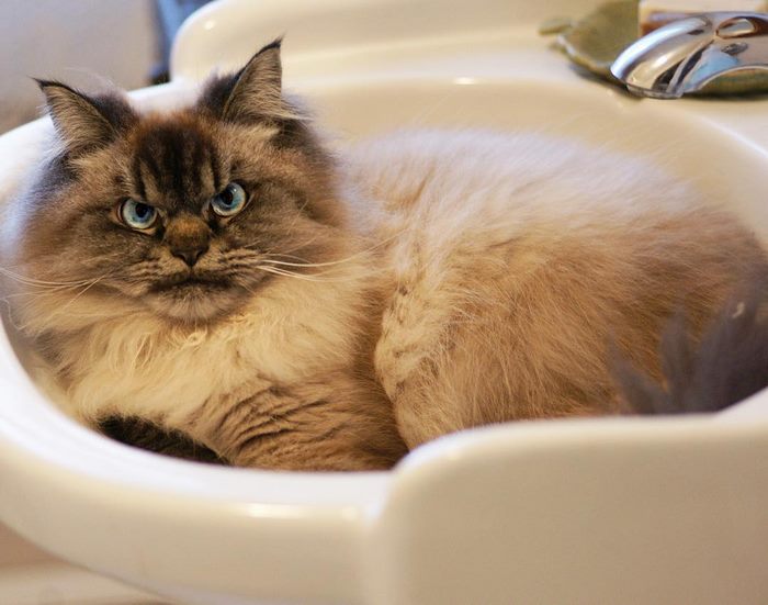 Angry-Grumpy-Cat-Merlin-Ragdoll