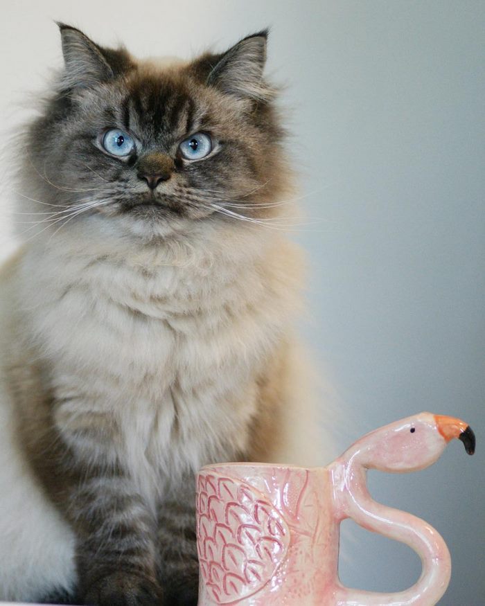 Angry-Grumpy-Cat-Merlin-Ragdoll