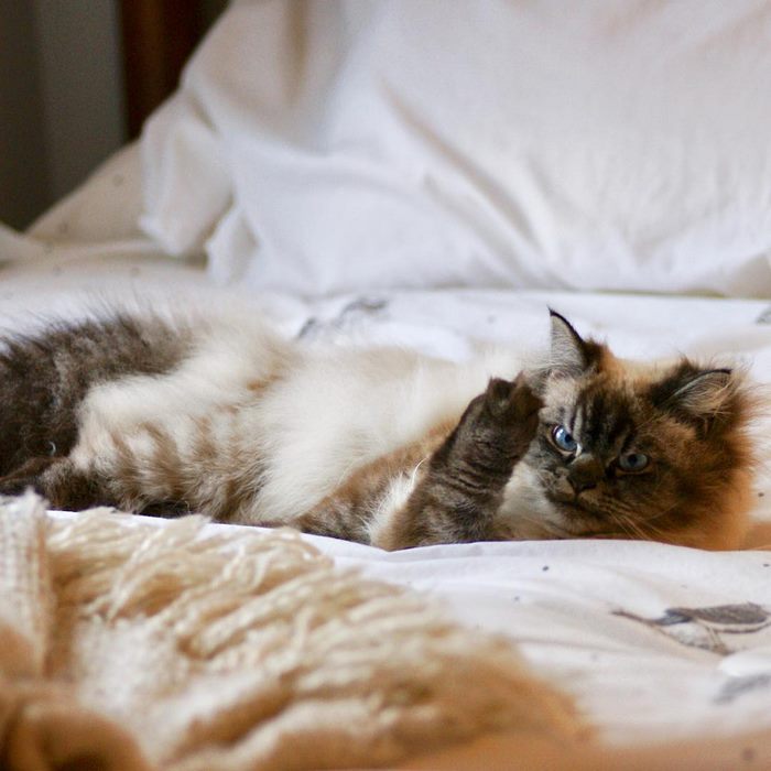 Angry-Grumpy-Cat-Merlin-Ragdoll