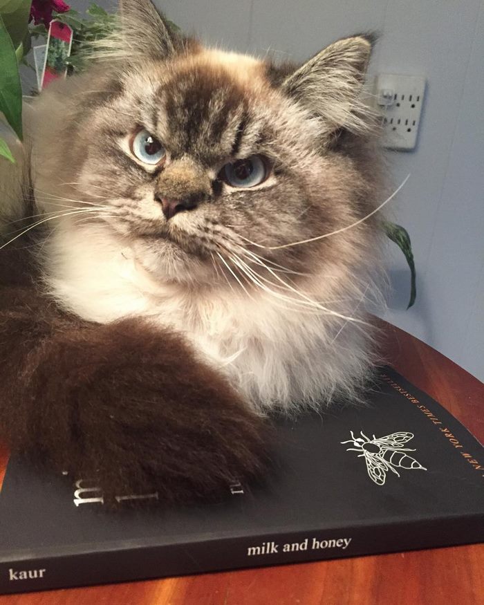 Angry-Grumpy-Cat-Merlin-Ragdoll