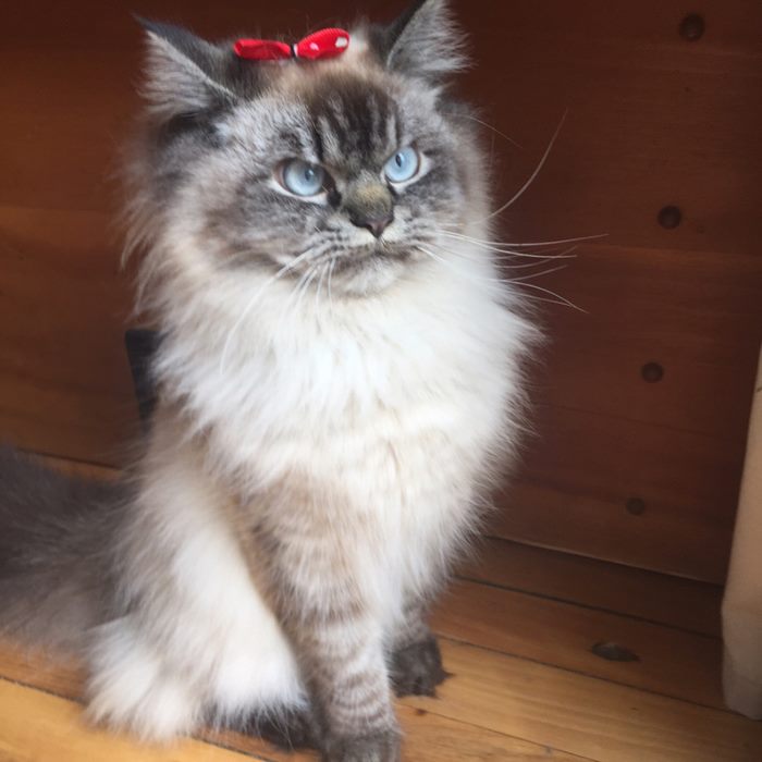 Angry-Grumpy-Cat-Merlin-Ragdoll