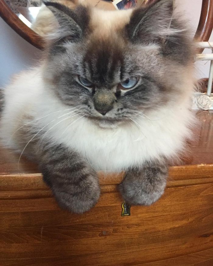 Angry-Grumpy-Cat-Merlin-Ragdoll