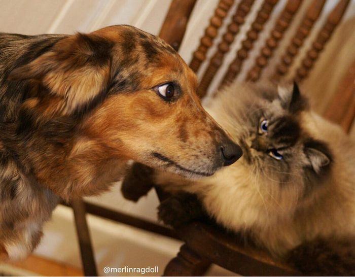 Angry-Grumpy-Cat-Merlin-Ragdoll