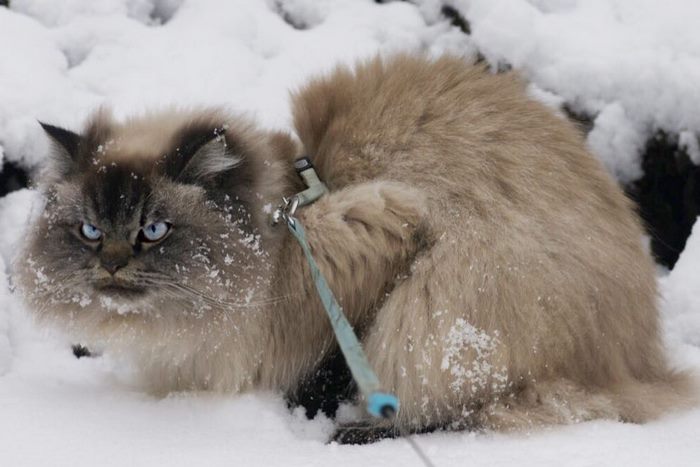 Angry-Grumpy-Cat-Merlin-Ragdoll