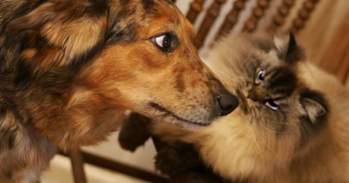 Meet Merlin, The Ragdoll Cat Who Hates Everything