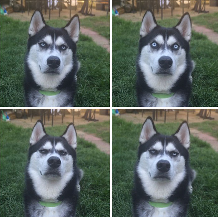 angry-husky-christmas-photoshoot-anuko-1 angry-husky-christmas-photoshoot-anuko-1