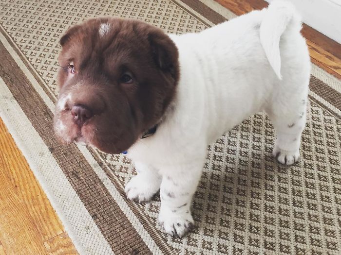 Time To Go For A Walk, Yes?