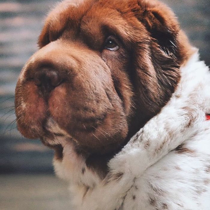 How Do You Like My Bearcoat?