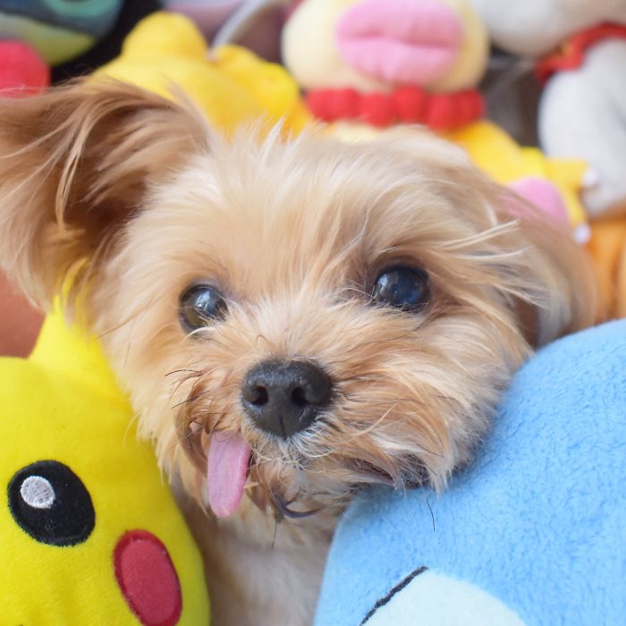 I Found The Best Hiding Spot, But My Tongue Gave Me Away