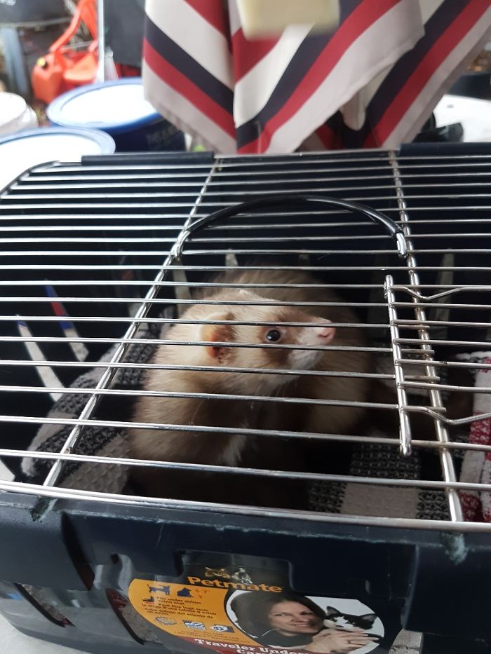 Found A Ferret In My Backyard. A Ferret.