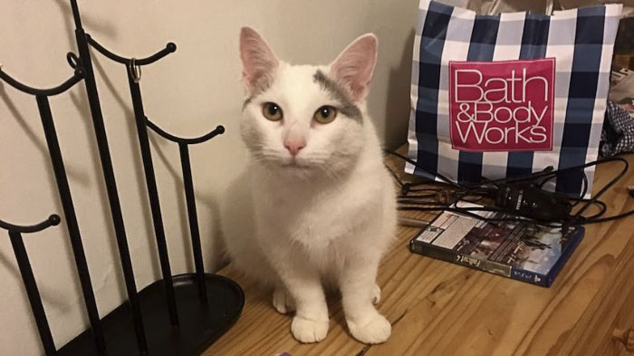 cat-hiding-photo-pierogi-grace-spelman-3