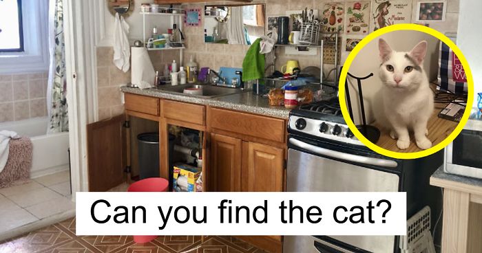 Almost Nobody Could Find The Cat In This Picture, And Her Owner Posted A Whole Gallery Of Her Ninja Cat