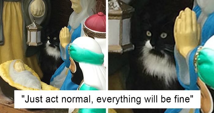40 Times Cats Hilariously Crashed Nativity Scenes