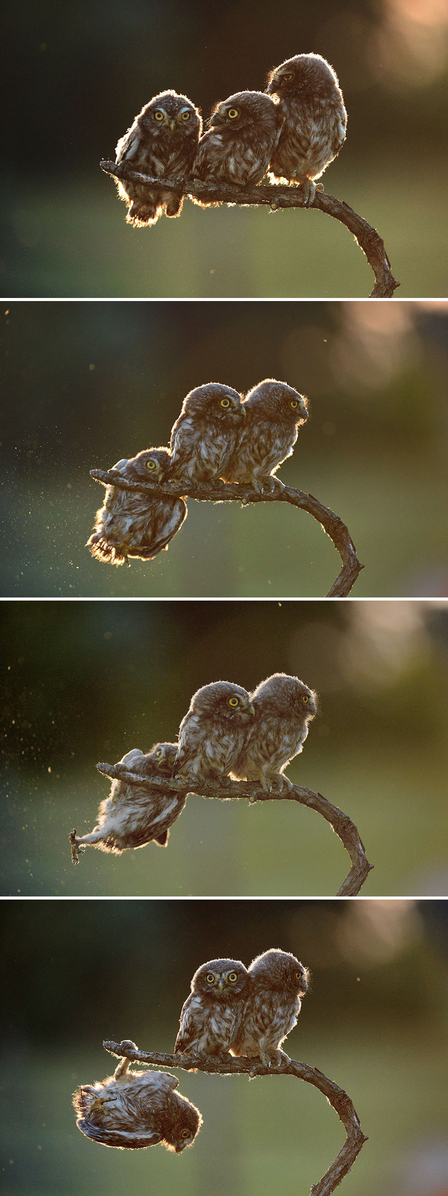 Overall Winner 2017 “Help” And Winner Of Amazing Internet Portfolio Prize Tibor Kerccz For His Sequence Of 4 Owl Images