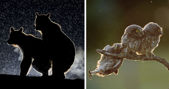14 Funniest Wildlife Photos Of 2017 Have Been Announced, And They Will Make Your Day