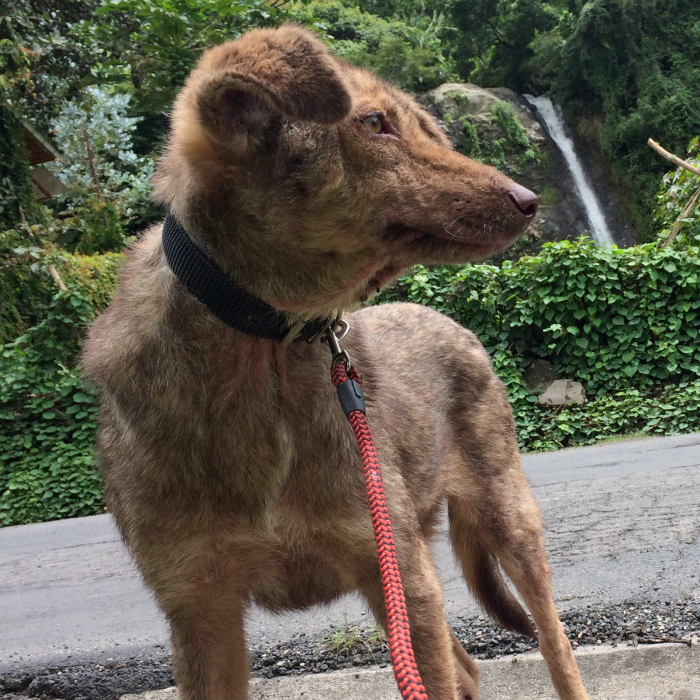 The Incredible Transformation Of Enrique – A Street Dog From Guatemala