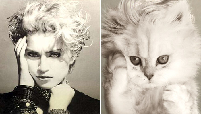 Someone Is Replacing Musicians With Cats In Famous Album Covers, And Result Is Better Than Original