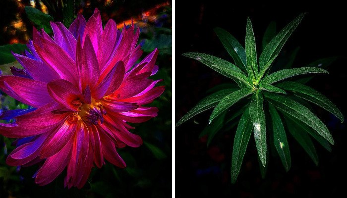 Photographer From Kiev Creates Absolutely Incredible Macrophotographs Of Flowers And Plants Using A Smartphone