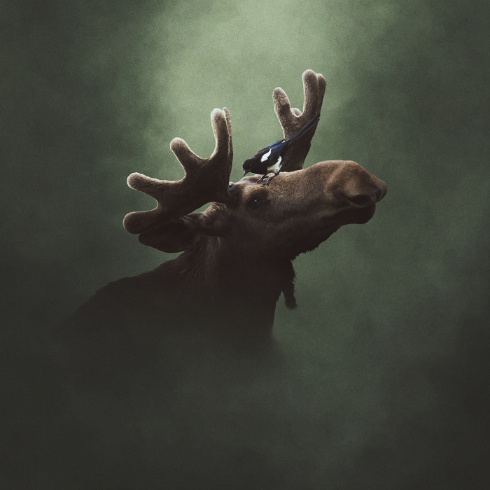 Deep Souls: We Portray Different Personalities Of Animals