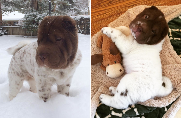 Our Shar-Pei Looks Like A Mix Of A Bear And A Dog!