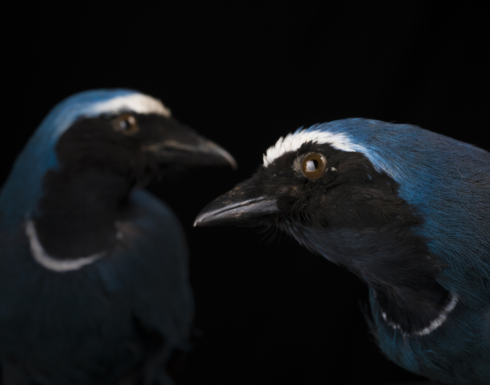 Museum Of Natural History La Paz, Bolivia