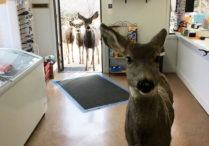 Este ciervo entró en una tienda a ver qué tenían, y luego se trajo una sorpresa