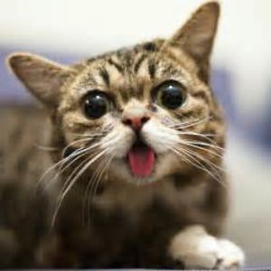 snazzerbiffles avatar