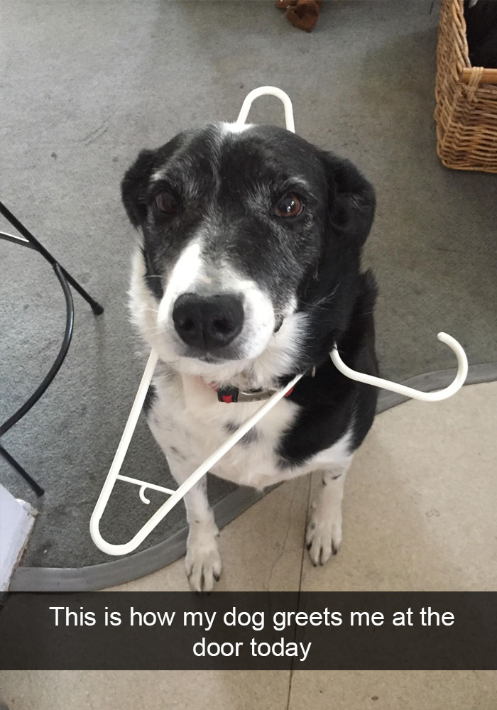 Dogs-Funny-Snapchats