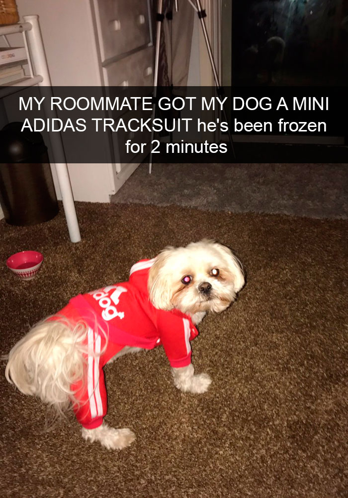 Dogs-Funny-Snapchats