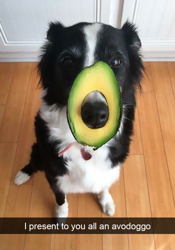 Dogs-Funny-Snapchats