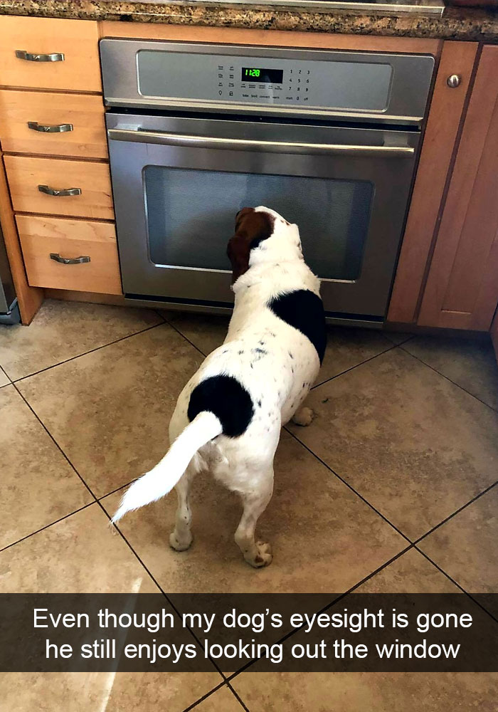 Dogs-Funny-Snapchats